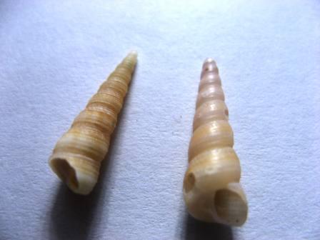 Ciao Identificazione.